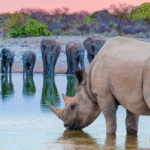 rhino