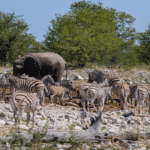 zebra