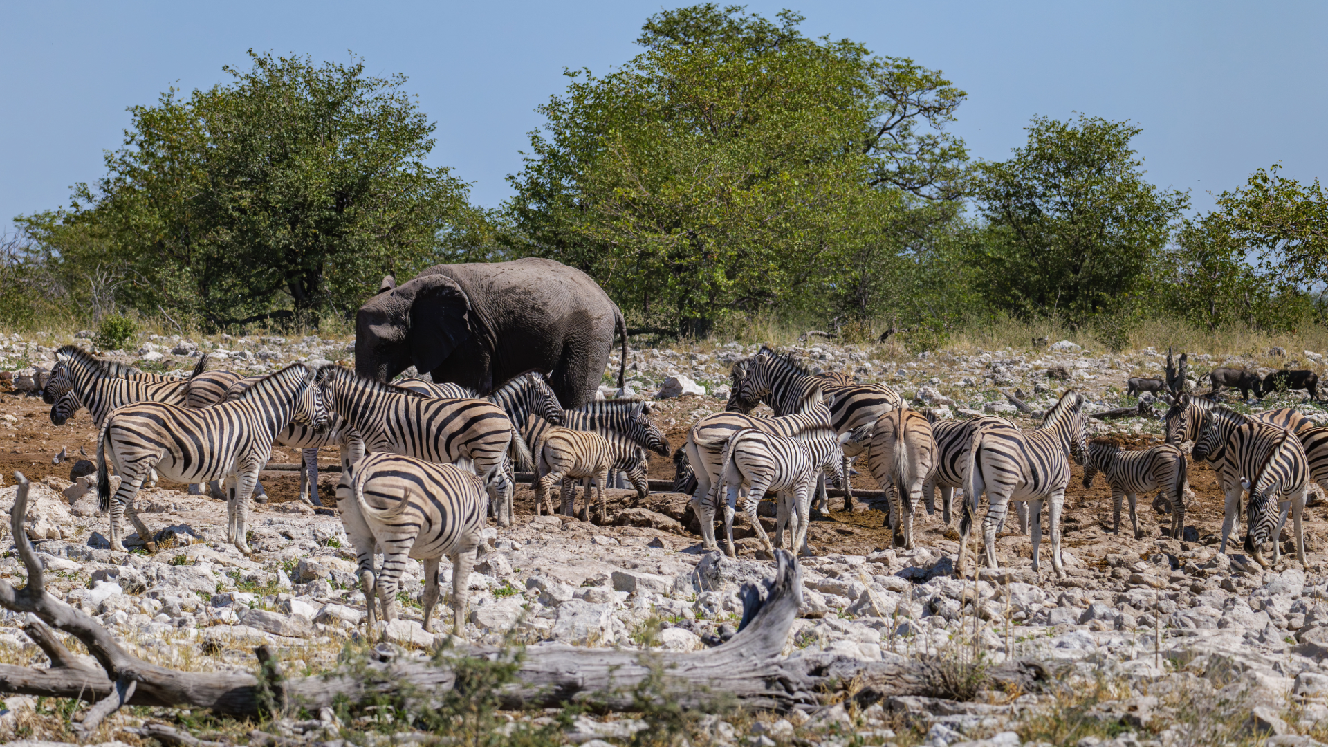zebra
