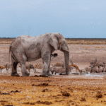 elephant