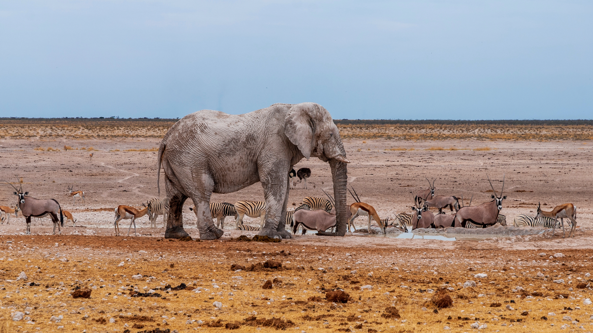 elephant