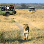 game drive