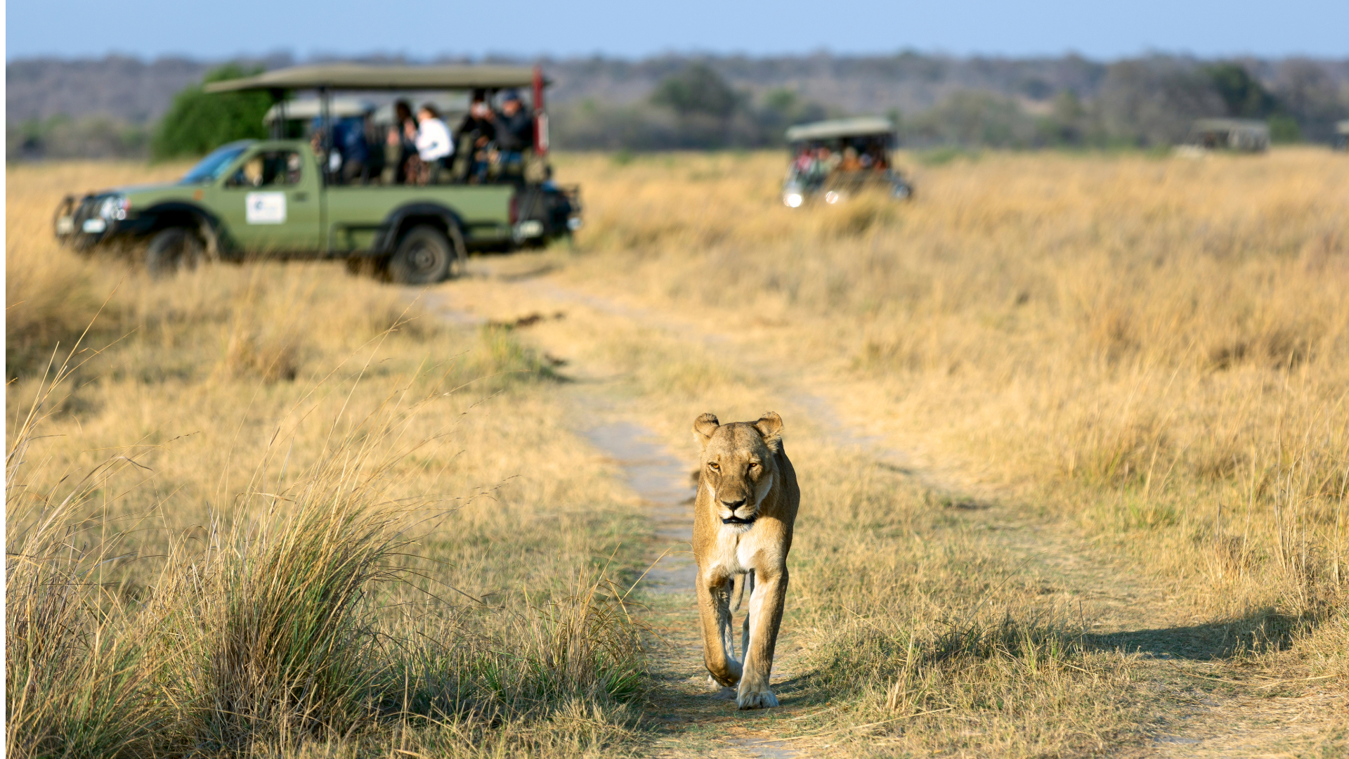 game drive