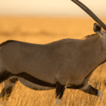 springbok