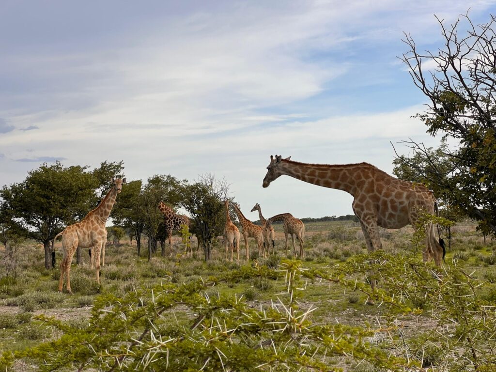 whatsapp image 2026 02 15 at 11.10.34